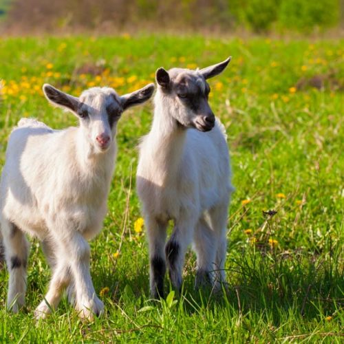 Stages of a Homesteader